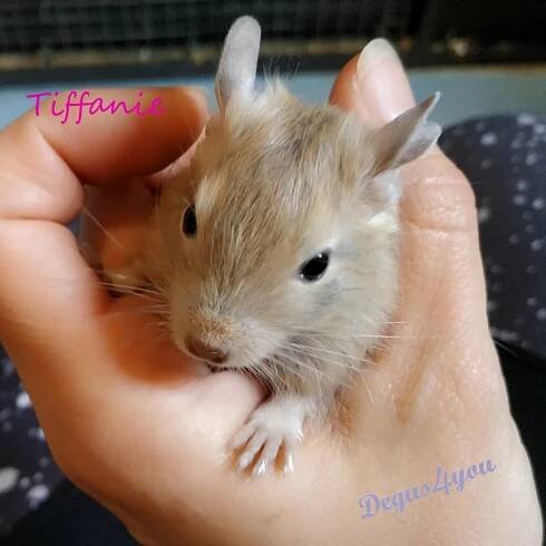 Vrhy a rezervace (prodej) Degus4You.cz
