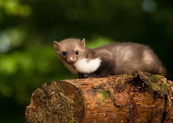 bílá dušená kuna ležící na dřevě - martes foina - kuna - stock snímky, obrázky a fotky