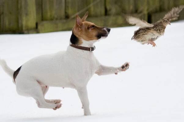 Jack Russell teriér (66 fotografií): popis plemene, zejména povaha psů, dívek a chlapců. Velikost a barvy štěňátek. Recenze