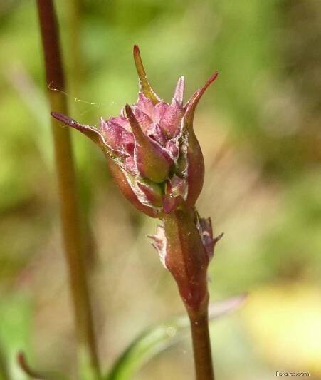 Smolnička obecná (Lychnis viscaria)