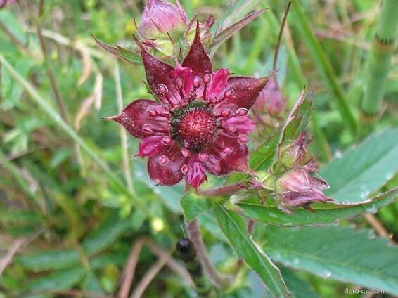 Mochna bahenní (Comarum palustre)