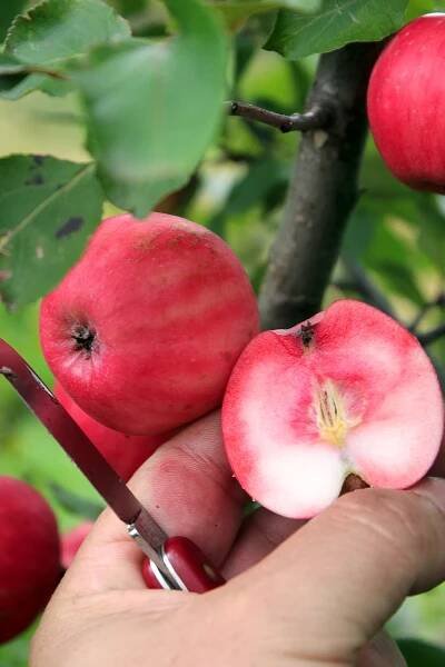 Astonishing apples for Apple Day | Gardens Illustrated