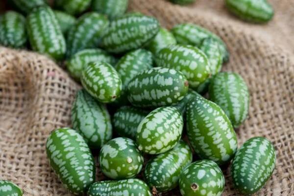 cucamelon ovoce, také známý jako mexické okurky, mexické kyselé okurky, nebo melothria scabra na pytlovné pytel pozadí. - melothria scabra - stock snímky, obrázky a fotky