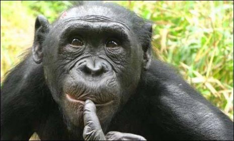 nejchytřejší Bonobo opice