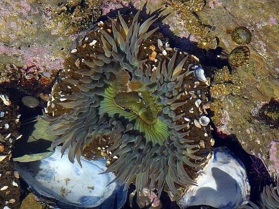 Anemone, závod