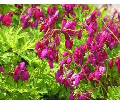 Dicentra formosana BACCHANAL - srdcovka nádherná, srdíčko