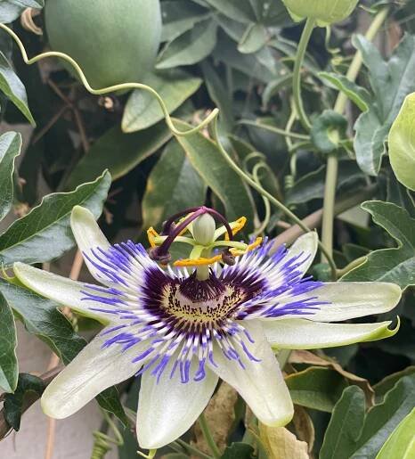 Passiflora caerulea – Warp Grid