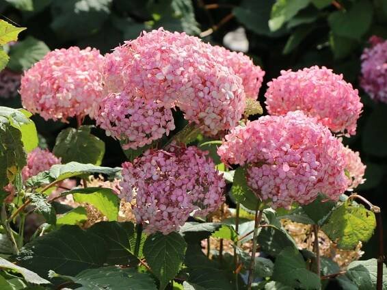 Hortenzie PINK ANNABELLE