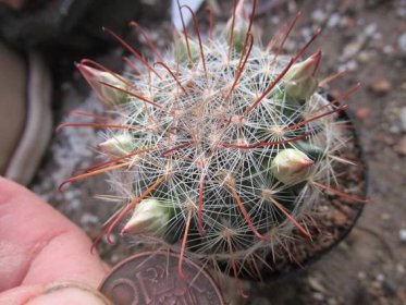 kaktusy krainzia longiflora - Dům a zahrada
