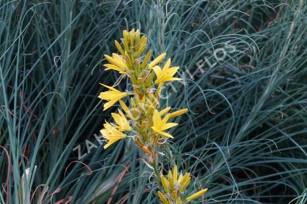 Asfodelka žlutá - Asphodeline lutea