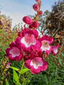 Dračík Lord Home (Penstemon), květy, květenství