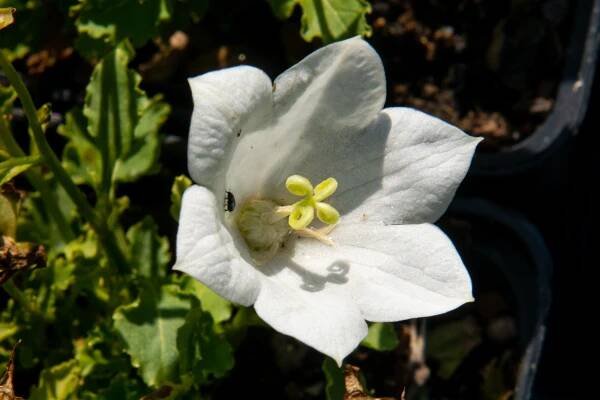 Zvonek karpatský 'Pristar White'