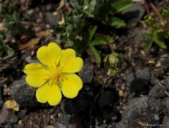 Mochna plazivá (Potentilla reptans)