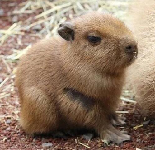 two baby capybaras sitting next to each other on some dirt and straw