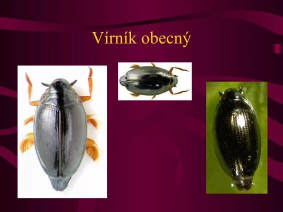 Vírník obecný 
 