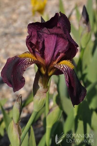 Iris barbata media Red Orchid (3) | HORTIFOTO | Autoři | iBotky.cz