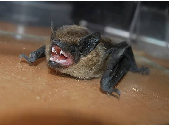Can I get Rabies from a Bat?