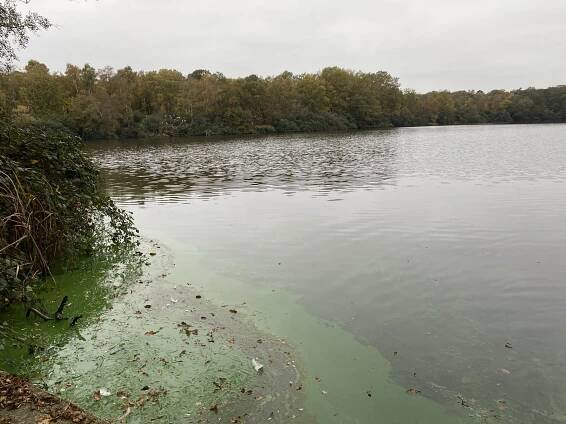 Toxic blue-green algae coats part of a river. The blue-green algae can be seen on the left hand corner of the image.