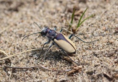 Tiger Beetle Research in the Saskatchewan Sand Hills — Troutreach Saskatchewan