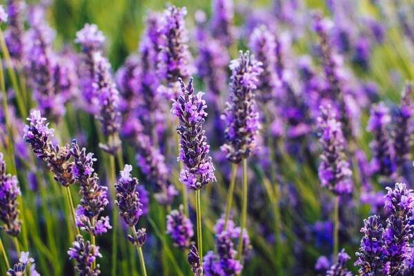 Lavendel