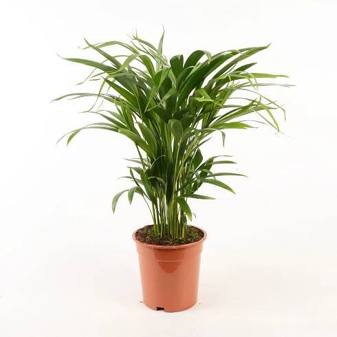 Royal Lemkes Chrysalidokarpus nažloutlý (Dypsis Lutescens) "Areca" 80cm, pr.19cm nakoupit u OBI