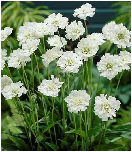 Scabiosa causacisa- hlaváč kavkazský bílý - Zahradnictví Petro
