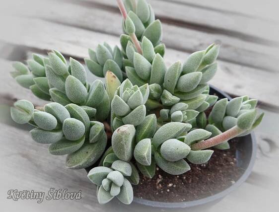 Crassula lanuginosa ssp. pachystemon