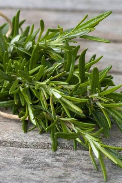 Rosemary: Health benefits, precautions, and drug interactions