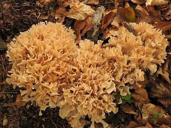Sparassis nemecii