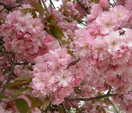 Sakura ozdobná Kanzan