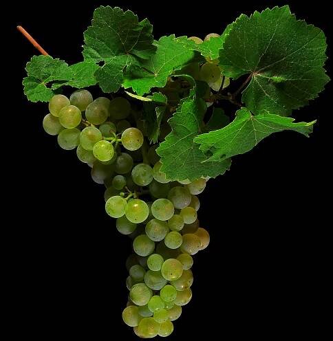 Common Grape Vine (Riesling): Vitis vinifera subsp. vinifera
