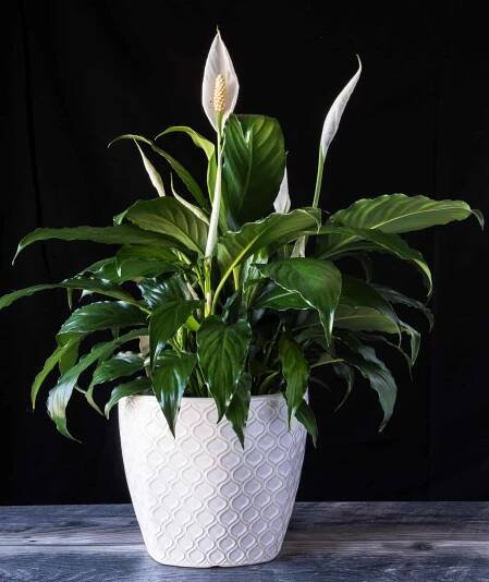 mír lily v bílém květináči na dřevě s černým pozadím. spathiphyllum pokojová rostlina na valentýna - toulcovka lilie - stock snímky, obrázky a fotky