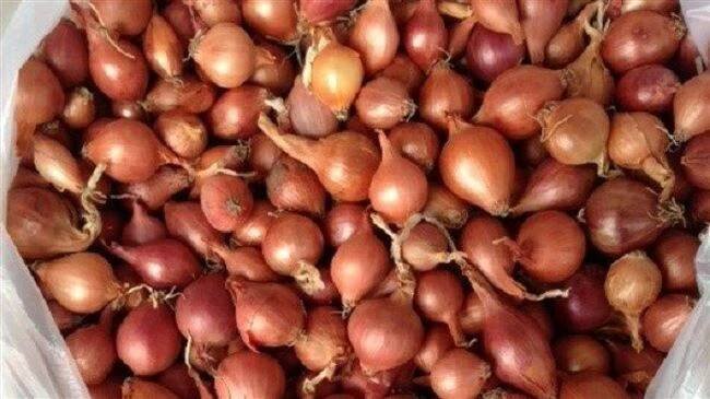Cibule Rosanna: popis a vlastnosti odrůdy, výsadba, pěstování a péče, foto