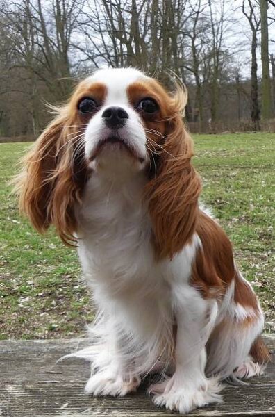 Emma Redstone Cavalier - Silver Needles