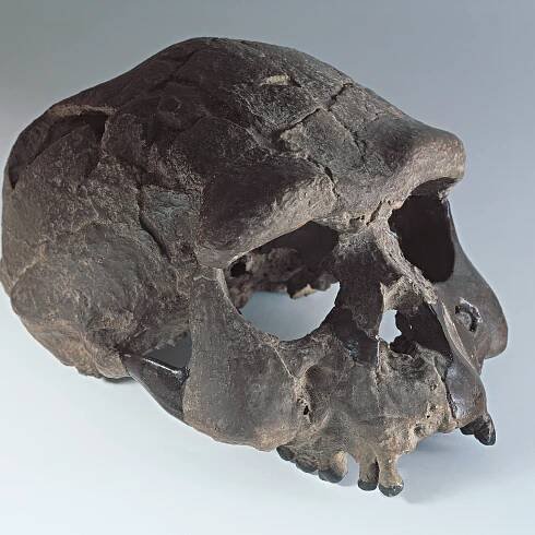 Homo erectus: Facts about the first human lineage to leave Africa