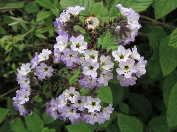 Heliotropium arborescens