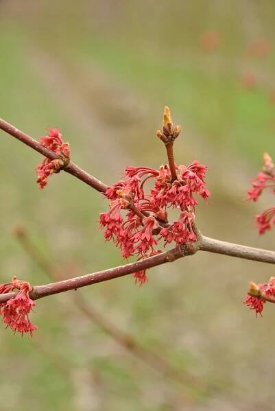 Acer rubrum | javor červený - Van den Berk školky