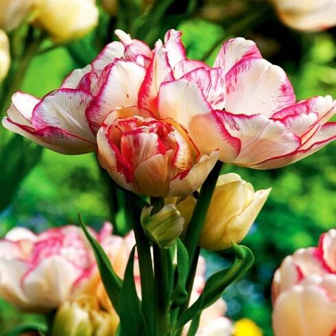 Tulipán Vícekvětý Belicia 5 ks Tulipány Cibulky Tulipánů Cibule