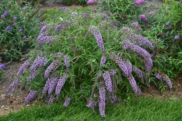 Komule Davidova 'Wisteria Lane'