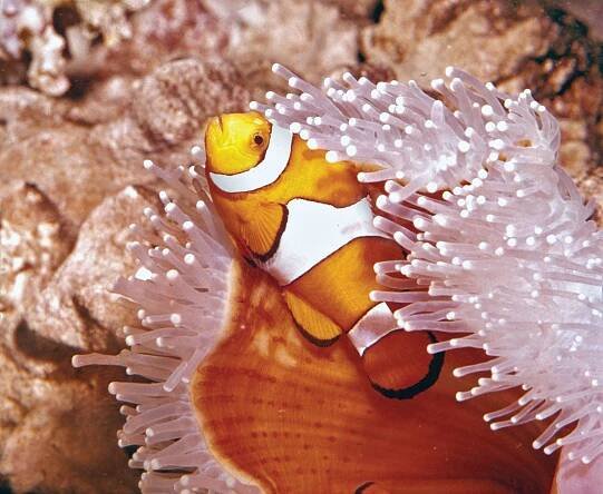 Anemone fish