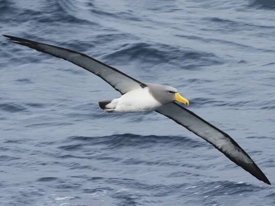  - Chatham Albatross