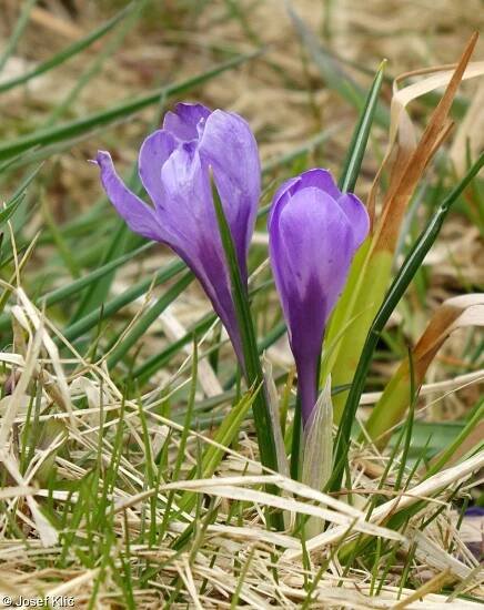 fotografický klíč k určování cévnatých rostlin :: BOTANICKÁ FOTOGALERIE