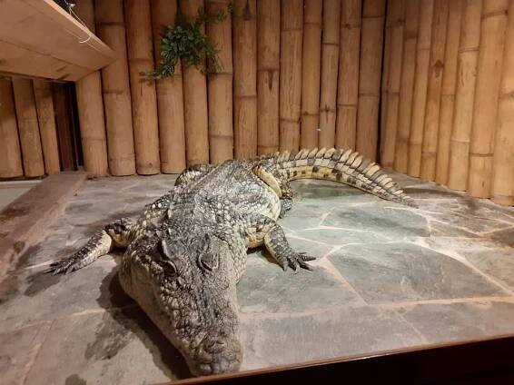 Krokodýlí ZOO