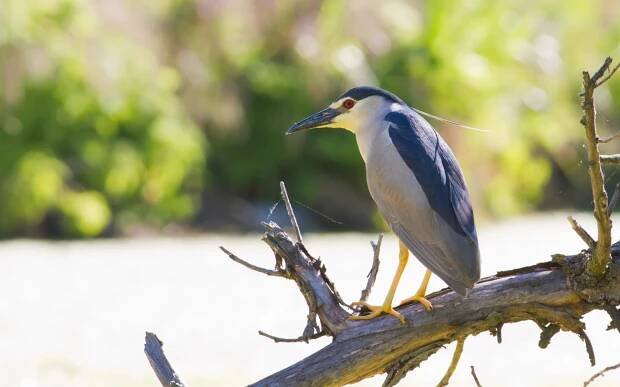 Kvakoš noční (Nycticorax nycticorax)