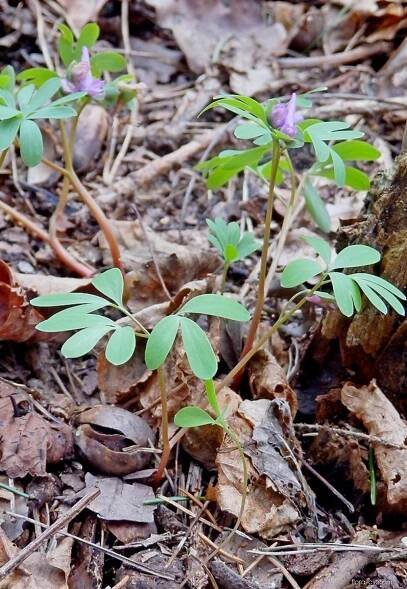 Dymnivka bobovitá (Corydalis intermedia)