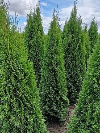 Thuje Smaragd Thuja smaragd 140-160 cm živý plot pro přepravu