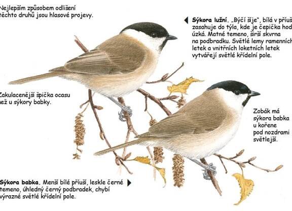 Určování ptáků – chování – birdwatcher.cz