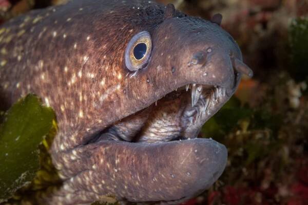 Pakoštane | Fotogalerie All4Dive