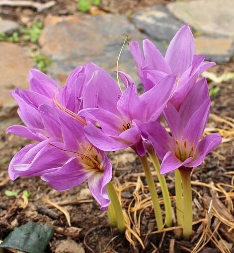 colchicum speciosum gigantea group