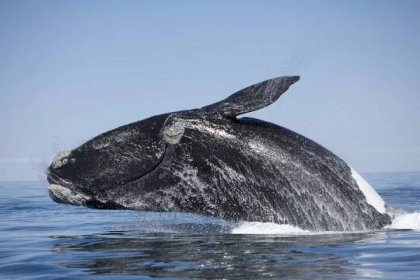 Megapodrbání: Jak velryby mění kůži